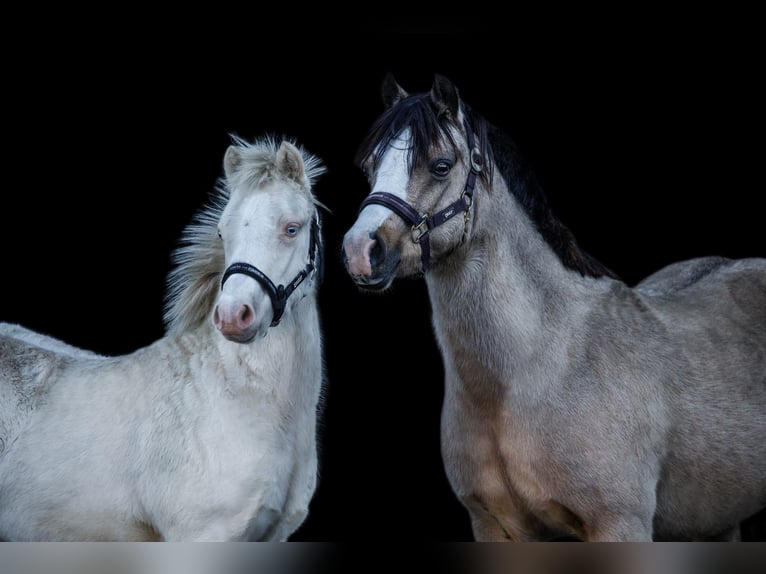 Galés-A Yegua 15 años 122 cm Bayo in Heide