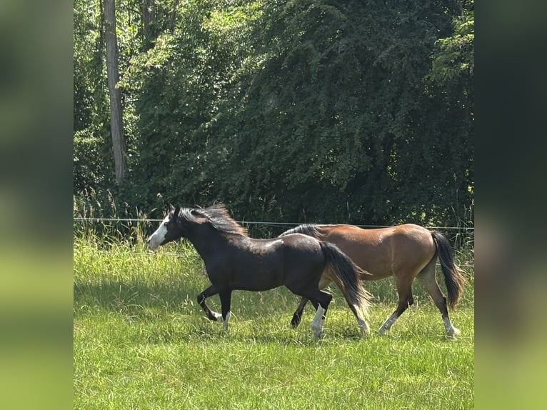 Galés-A Yegua 1 año Negro in Hengelo