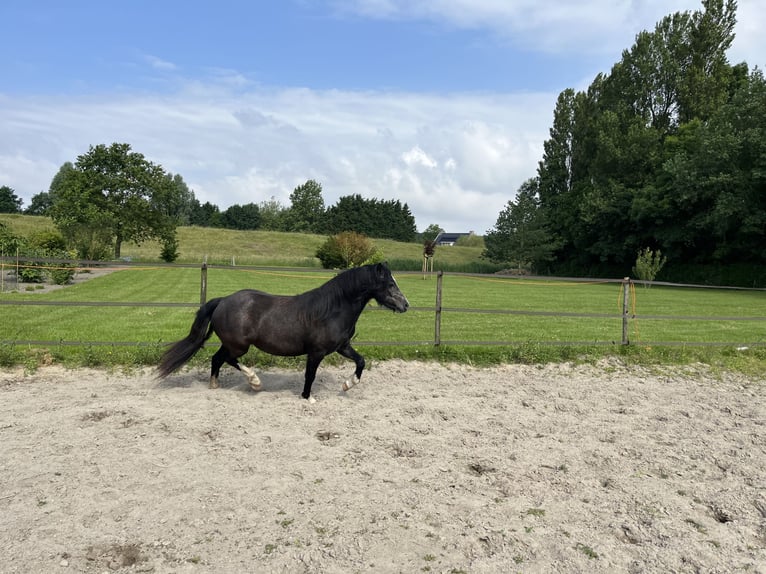 Galés-A Yegua 2 años 115 cm Tordillo negro in Oostvoorne