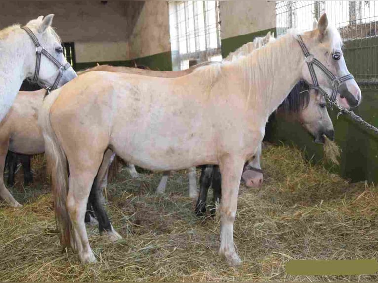 Galés-A Yegua 2 años Palomino in Herzberg