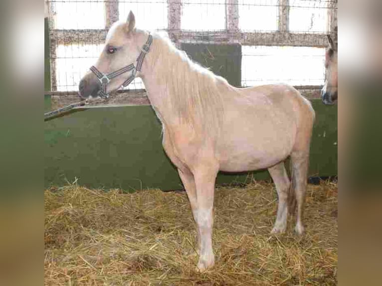 Galés-A Yegua 2 años Palomino in Herzberg