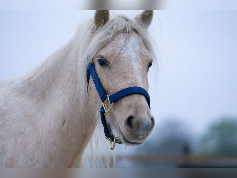 Galés-A Yegua 3 años 115 cm Palomino in Aachen