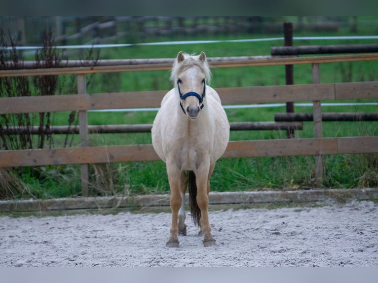 Galés-A Yegua 3 años 115 cm Palomino in Aachen