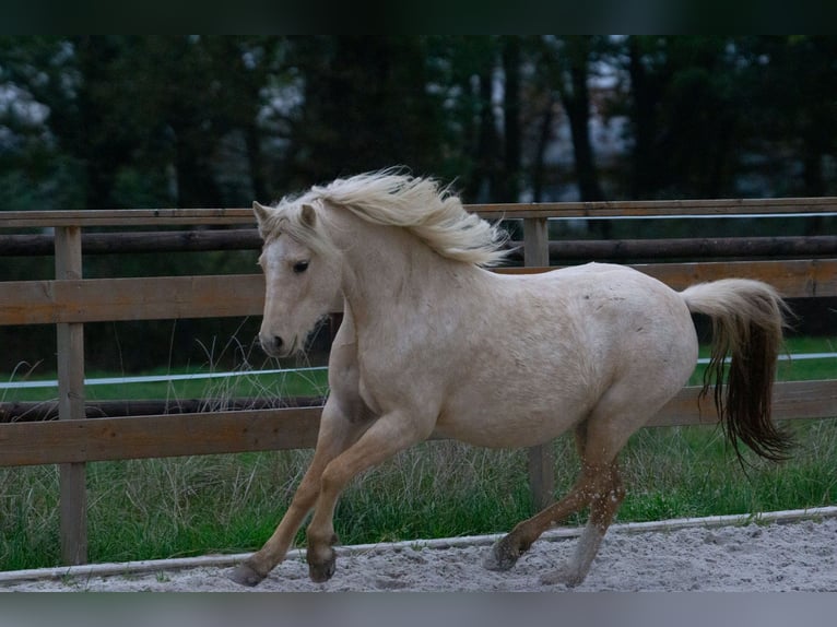 Galés-A Yegua 3 años 115 cm Palomino in Aachen