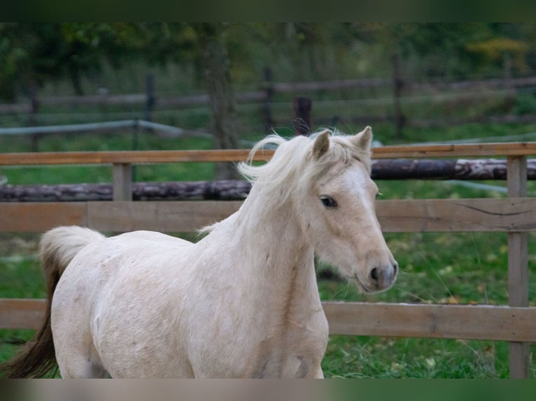 Galés-A Yegua 3 años 115 cm Palomino in Aachen