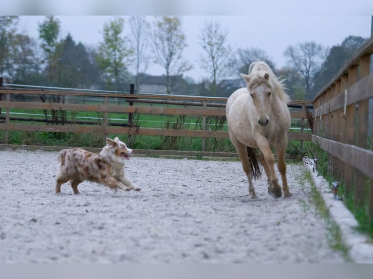 Galés-A Yegua 3 años 115 cm Palomino in Aachen