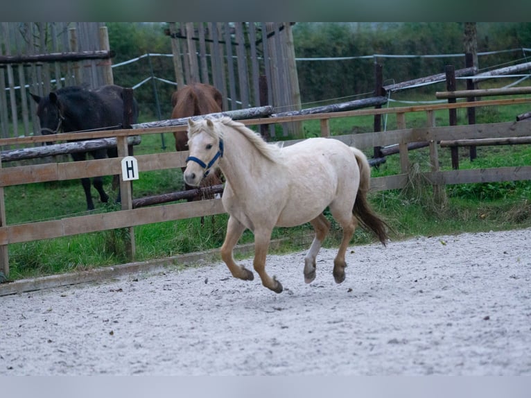 Galés-A Yegua 3 años 115 cm Palomino in Aachen