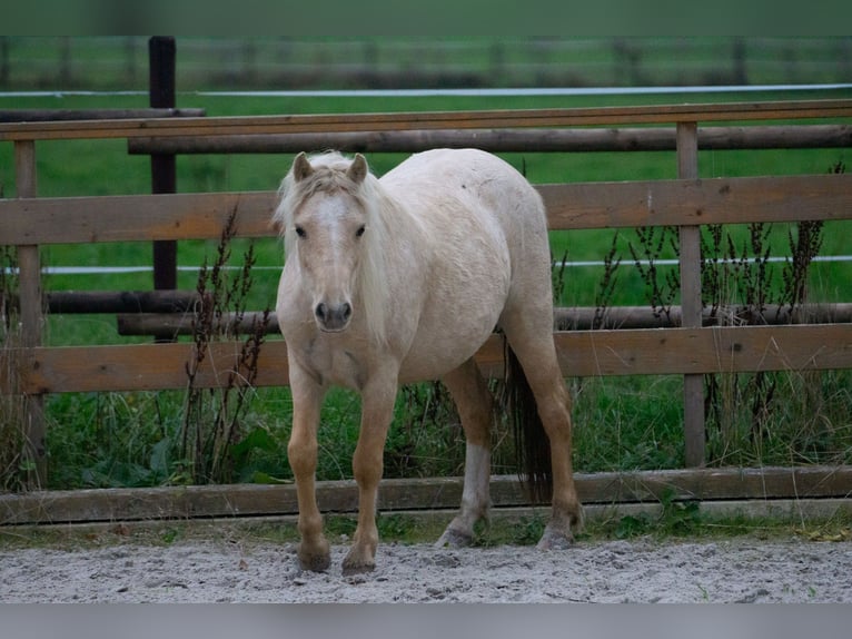 Galés-A Yegua 3 años 115 cm Palomino in Aachen