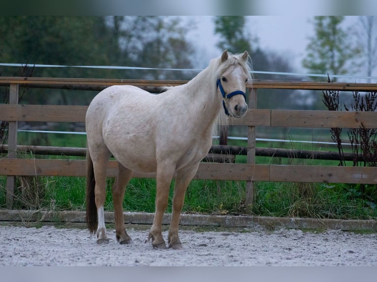 Galés-A Yegua 3 años 115 cm Palomino in Aachen