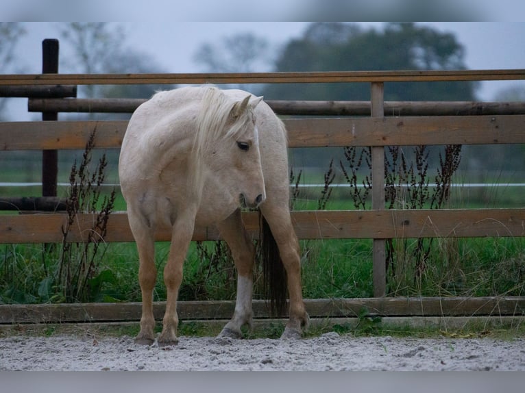 Galés-A Yegua 3 años 115 cm Palomino in Aachen