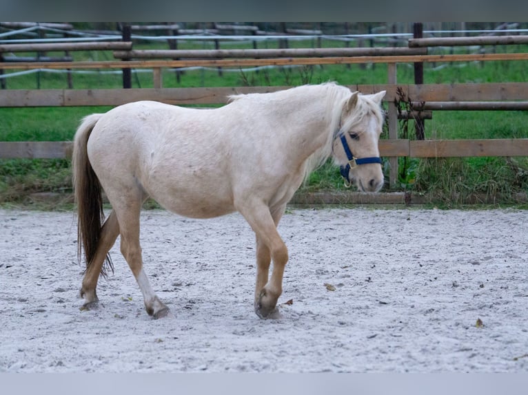 Galés-A Yegua 3 años 115 cm Palomino in Aachen