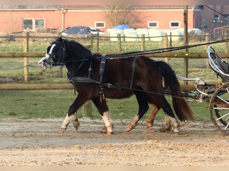 Galés-A Yegua 3 años 116 cm Negro in Halle