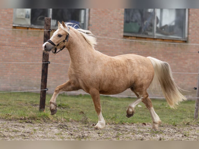 Galés-A Yegua 3 años 118 cm Palomino in Elim