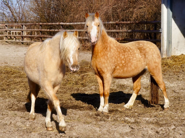 Galés-A Yegua 3 años Palomino in Paderborn