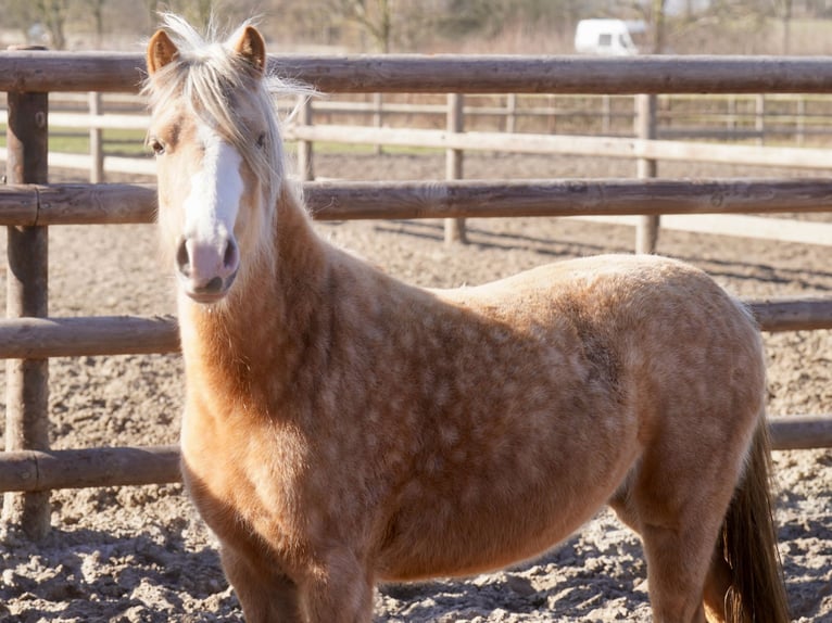 Galés-A Yegua 3 años Palomino in Paderborn