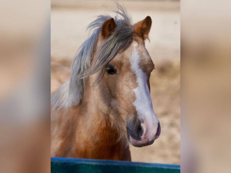 Galés-A Yegua 3 años Palomino in Paderborn