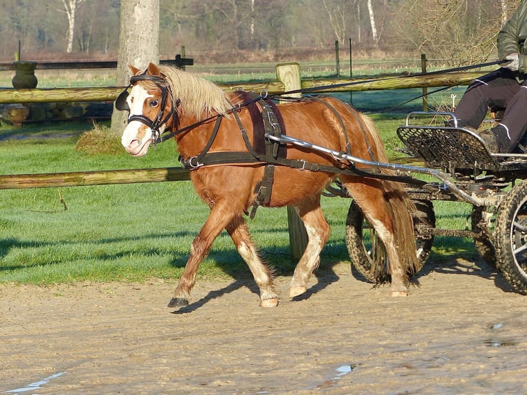 Galés-A Yegua 4 años 118 cm Alazán in Halle