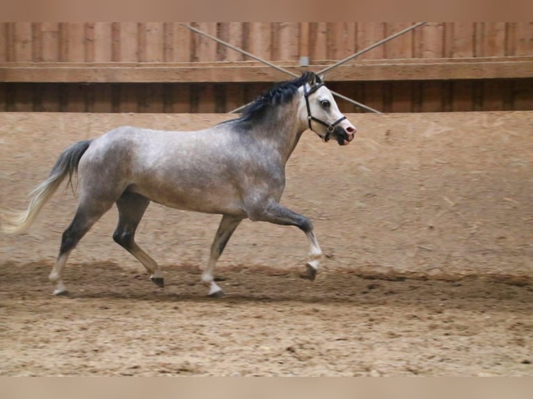 Galés-A Yegua 4 años 119 cm Tordo in Neuffen