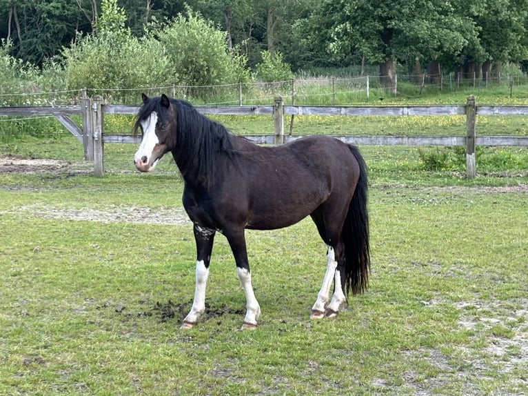 Galés-A Yegua 4 años 120 cm Morcillo in Hengelo
