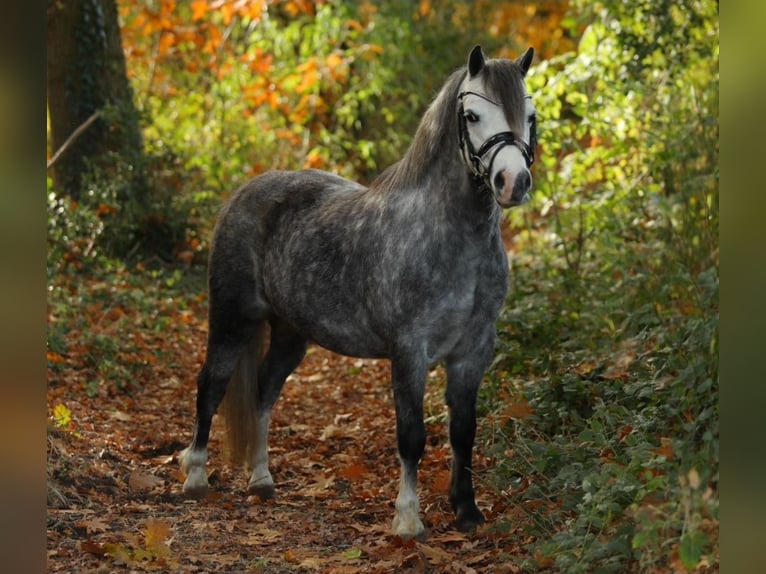 Galés-A Yegua 4 años 123 cm Tordillo negro in Schwalmstadt