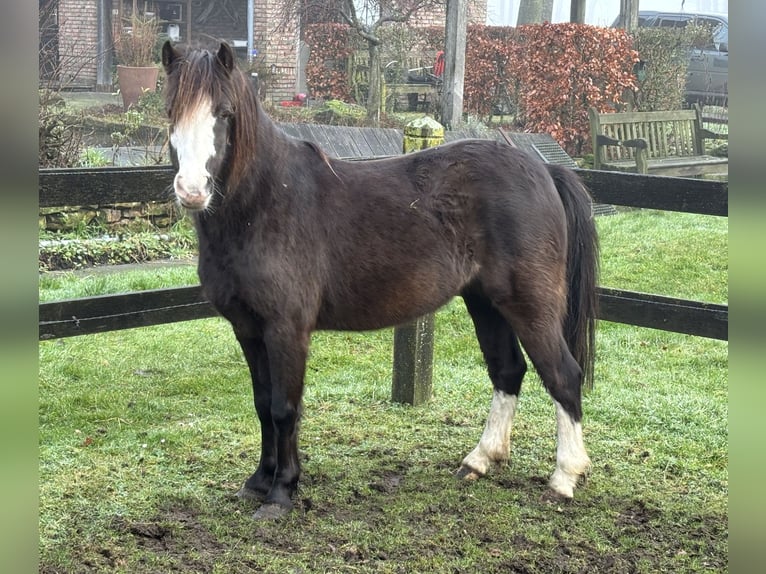 Galés-A Yegua 5 años 118 cm Morcillo in Hengelo