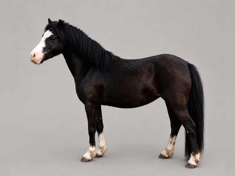 Galés-A Yegua 5 años 118 cm Negro in Lübbenau