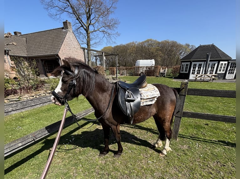 Galés-A Yegua 5 años 119 cm Morcillo in Hengelo