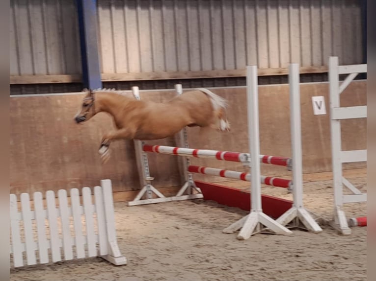 Galés-A Yegua 5 años 120 cm Palomino in Gudendorf