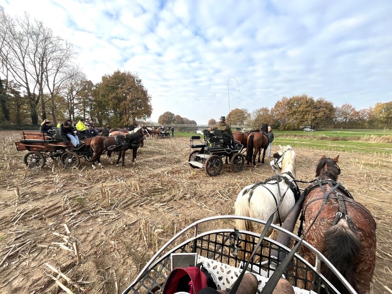 Galés-A Yegua 5 años 120 cm Ruano alazán in Halle