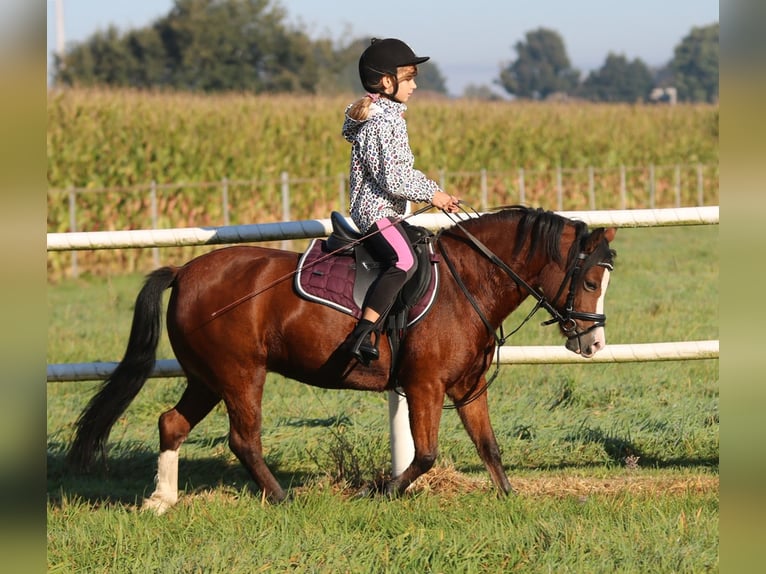 Galés-A Yegua 5 años 121 cm Castaño in Wildeshausen