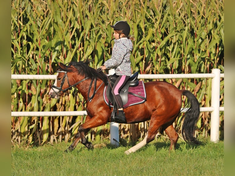 Galés-A Yegua 5 años 121 cm Castaño in Wildeshausen