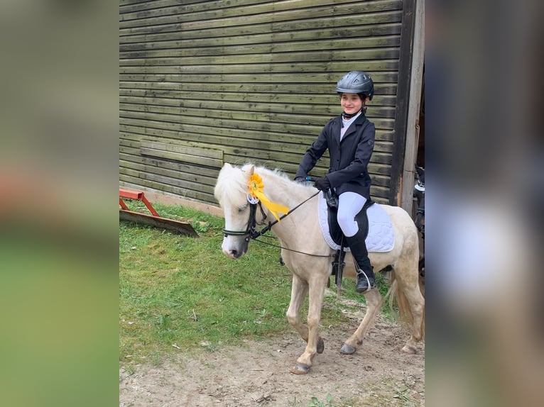 Galés-A Yegua 6 años 115 cm Palomino in Meinhard