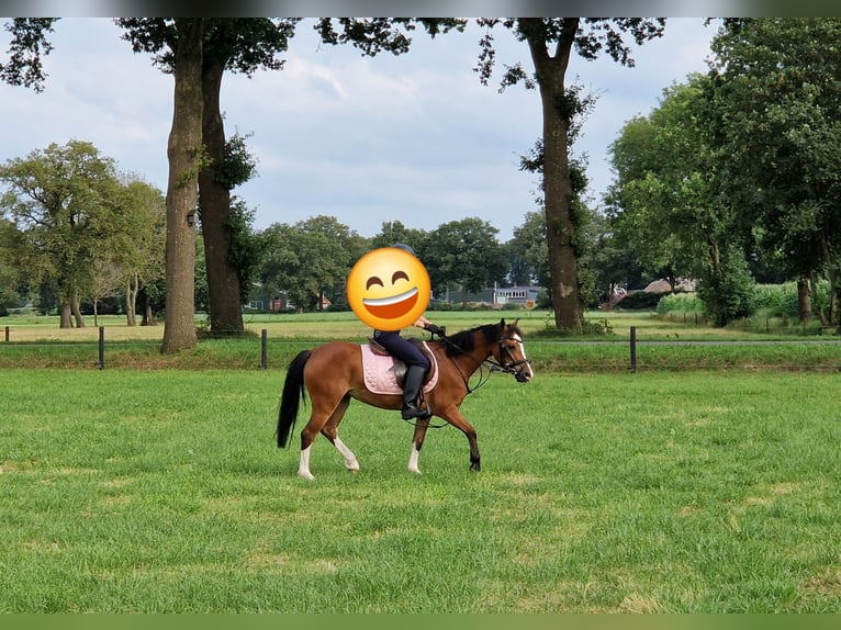 Galés-A Yegua 6 años 117 cm Castaño in Staphorst