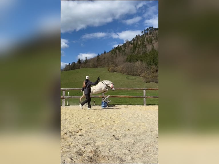 Galés-A Yegua 6 años 120 cm Tordo in Ramsau bei Hainfeld