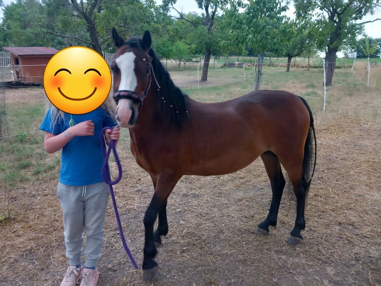 Galés-A Yegua 7 años 115 cm Castaño in Amt Wachsenburg