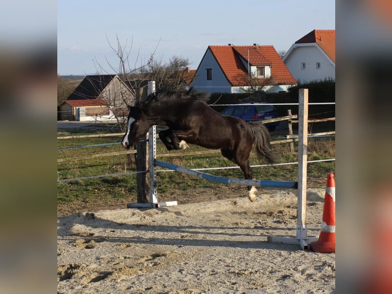 Galés-A Yegua 7 años 115 cm Negro in Hatzenbach