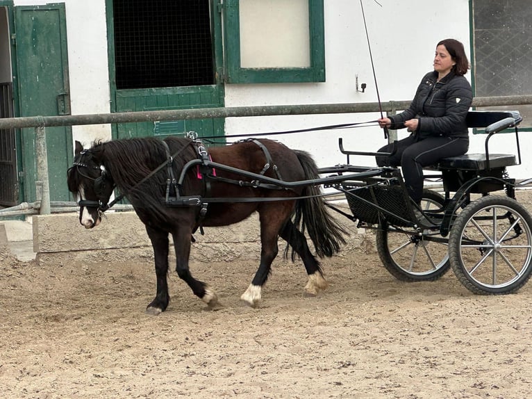 Galés-A Yegua 7 años 115 cm Negro in Hatzenbach