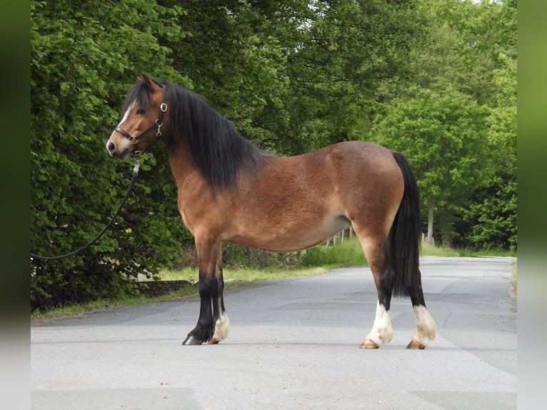 Galés-A Yegua 7 años 116 cm Castaño in Verl