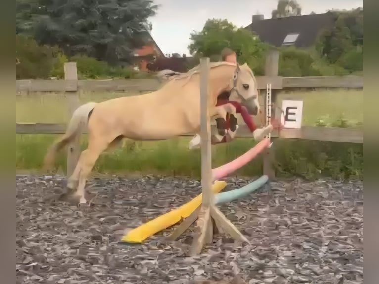 Galés-A Yegua 7 años 123 cm Palomino in Burgdorf