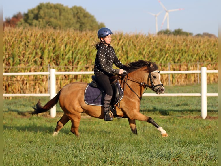 Galés-A Yegua 8 años 120 cm Bayo in Wildeshausen