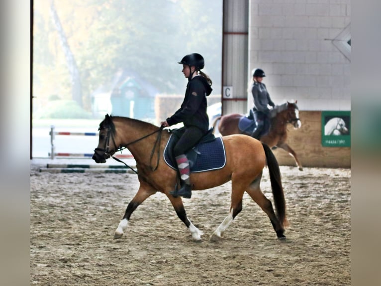 Galés-A Yegua 8 años 120 cm Bayo in Wildeshausen