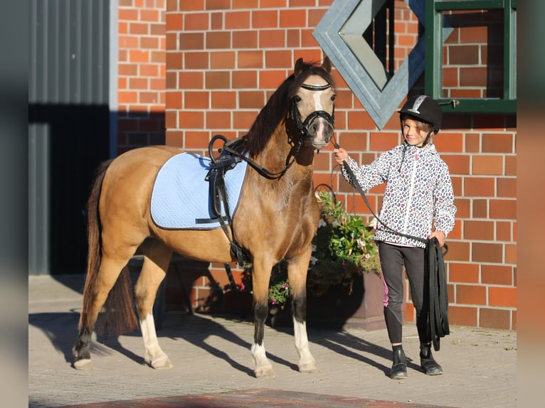 Galés-A Yegua 8 años 120 cm Bayo in Wildeshausen