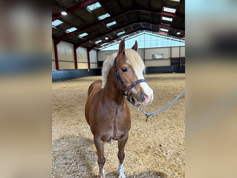 Galés-A Yegua 8 años 121 cm Alazán in Hengelo (Gld)