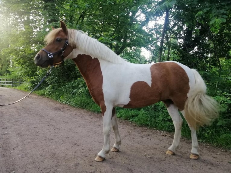 Galés-A Mestizo Yegua 9 años 112 cm Pío in Utrecht