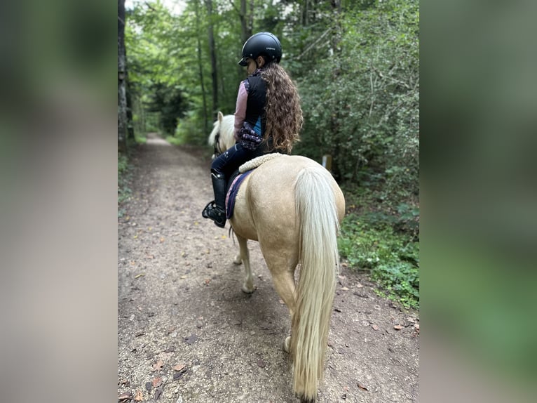 Galés-A Yegua 9 años 114 cm Palomino in Oberstedem