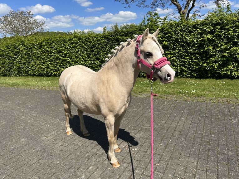 Galés-A Yegua 9 años 114 cm Palomino in Oberstedem