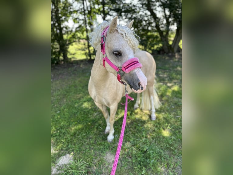 Galés-A Yegua 9 años 114 cm Palomino in Oberstedem