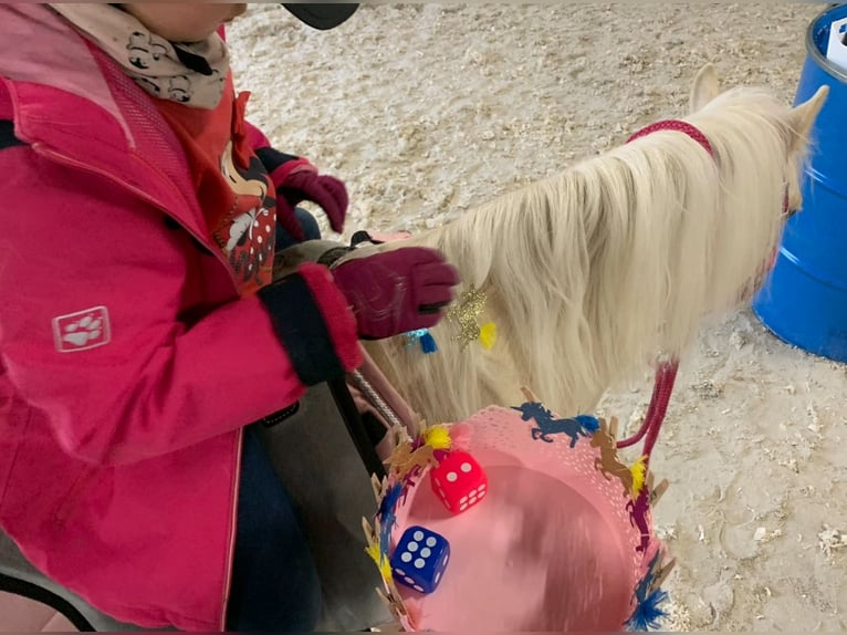 Galés-A Yegua 9 años 114 cm Palomino in Oberstedem