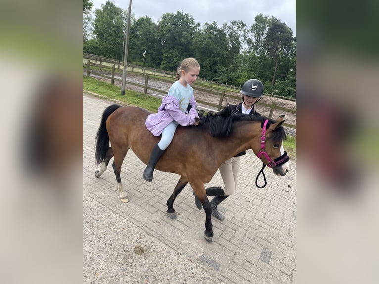 Galés-A Yegua 9 años 115 cm Castaño in Nuenen