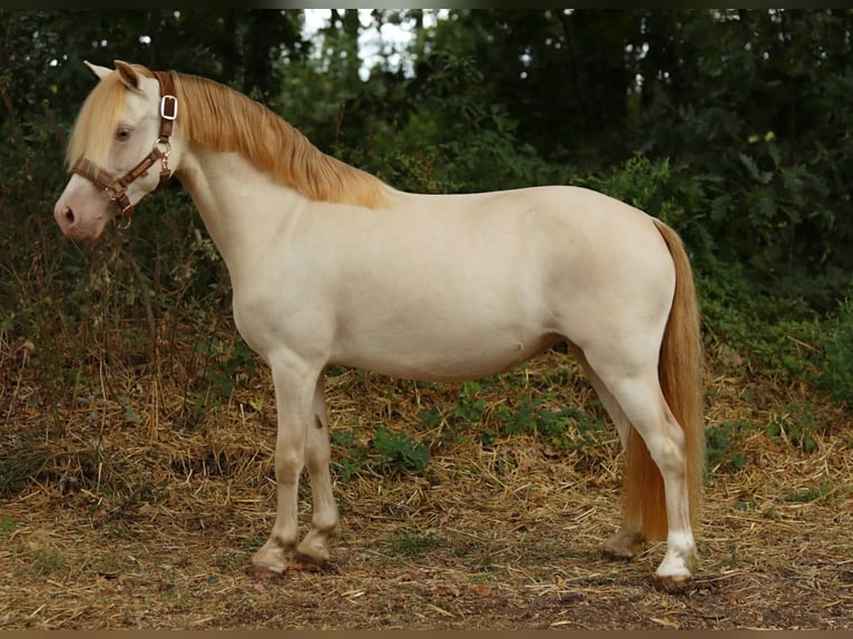 Galés-A Yegua 9 años 117 cm Perlino in Aalten